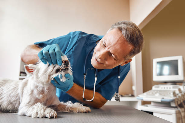  Williamson, WV Emergency Dentist Pros